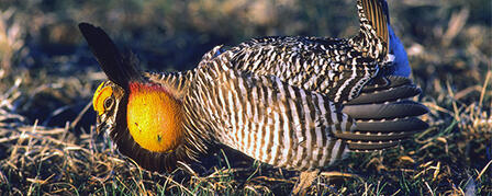 KANSAS WETLANDS EDUCATION CENTER OFFERS PRAIRIE CHICKEN LEK TOURS KANSAS WETLANDS EDUCATION CENTER OFFERS PRAIRIE CHICKEN LEK TOURS