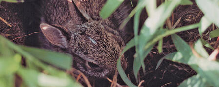 DOTING ON YOUNG WILDLIFE CAN BE DEADLY DOTING ON YOUNG WILDLIFE CAN BE DEADLY