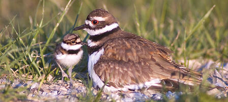 Chickadee Checkoff Small Grants Proposals Due May 13 Chickadee Checkoff Small Grants Proposals Due May 13