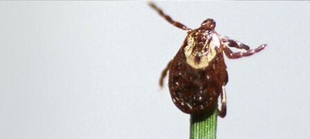 Take Measures To Keep Ticks Off Take Measures To Keep Ticks Off