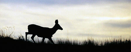 2015 Nonresident Deer Permit Draw Results Available 2015 Nonresident Deer Permit Draw Results Available