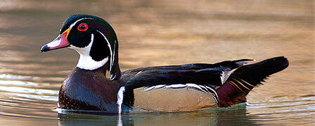Kansas Duck Zone Boundaries to be Discussed During Information Nights Kansas Duck Zone Boundaries to be Discussed During Information Nights
