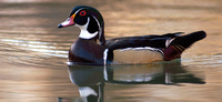 Kansas Duck Zone Boundaries to be Discussed During Information Nights