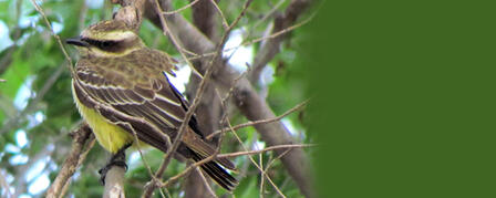 Man Discovers Rare Tropical Bird at Scott State Park Man Discovers Rare Tropical Bird at Scott State Park