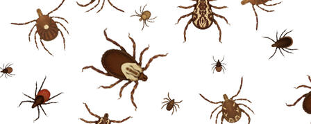 TICKS ARE OUT, BE IN-THE-KNOW TICKS ARE OUT, BE IN-THE-KNOW