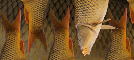 Agencies Cooperate to Control Carp In Milford Reservoir Agencies Cooperate to Control Carp In Milford Reservoir