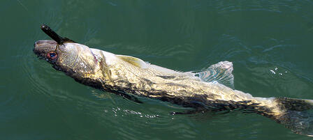 Walleye Study at El Dorado, Cheney Relies on Anglers Walleye Study at El Dorado, Cheney Relies on Anglers