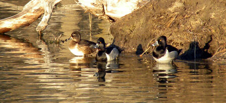 Two Kansas Duck Zone Boundaries Information Nights Left Two Kansas Duck Zone Boundaries Information Nights Left