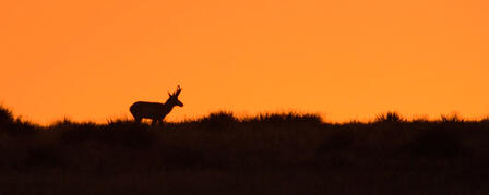 ANTELOPE FIREARM AND MUZZLELOADER APPLICATIONS BEING ACCEPTED