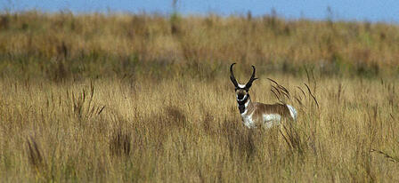 2015 Antelope Permit Application Deadline June 12 2015 Antelope Permit Application Deadline June 12