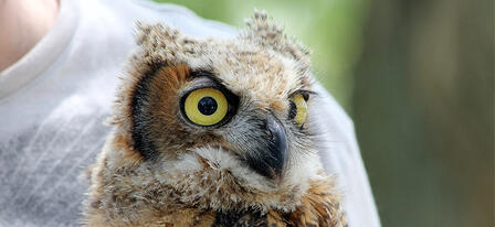 Great Plains Nature Center to Host 31st Annual Walk with Wildlife