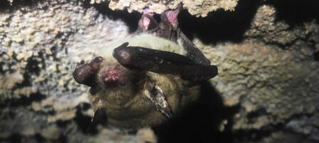 First Cave Myotis Bat With White-nose Syndrome Found In Kansas First Cave Myotis Bat With White-nose Syndrome Found In Kansas