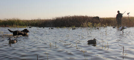 Kansas’ Waterfowl, Antelope and Elk Seasons Set Kansas’ Waterfowl, Antelope and Elk Seasons Set