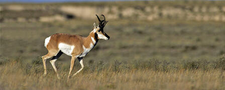 FIREARM ANTELOPE APPLICATION DEADLINE JUNE 14