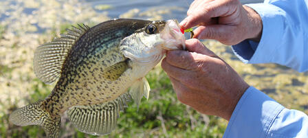 Free Fishing Days Offer Many Opportunities Free Fishing Days Offer Many Opportunities