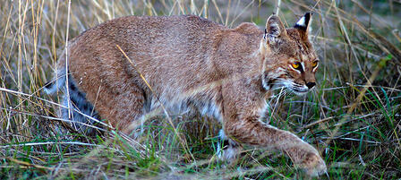 Latest Commission Action Proves Fruitful for Furharvesters Latest Commission Action Proves Fruitful for Furharvesters