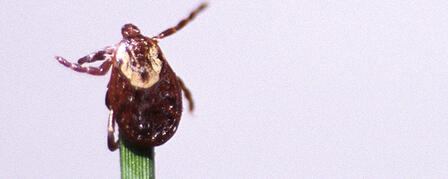 Fight the Bite: Tips to Prevent Tick Bites, Tick-borne Disease