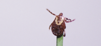 Fight the Bite: Tips to Prevent Tick Bites, Tick-borne Disease