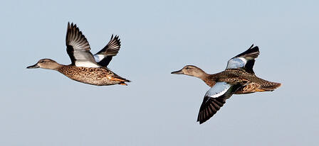 Early Migratory Bird Seasons to be Set at June 18 KDWPT Commission Meeting Early Migratory Bird Seasons to be Set at June 18 KDWPT Commission Meeting