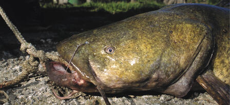 Flathead Handfishing Season Open to Adventure-seekers Flathead Handfishing Season Open to Adventure-seekers