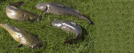 FLATHEAD CATFISH HANDFISHING SEASON JUNE 15-AUG. 31 FLATHEAD CATFISH HANDFISHING SEASON JUNE 15-AUG. 31