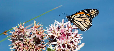 Kansas Monarch Conservation Plan To Focus on Habitat Kansas Monarch Conservation Plan To Focus on Habitat