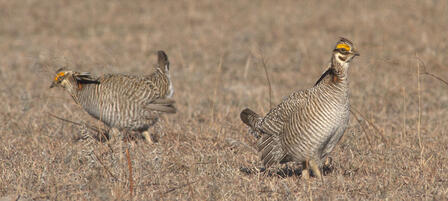 WAFWA Kansas Land Acquisition Protects Lesser Prairie Chicken Habitat WAFWA Kansas Land Acquisition Protects Lesser Prairie Chicken Habitat