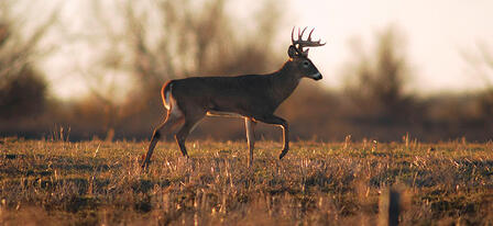 Leftover Nonresident White-tailed Deer Permits Available July 1 Leftover Nonresident White-tailed Deer Permits Available July 1
