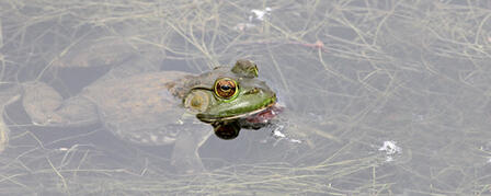 FROG FISHING OPENS JULY 1 FROG FISHING OPENS JULY 1
