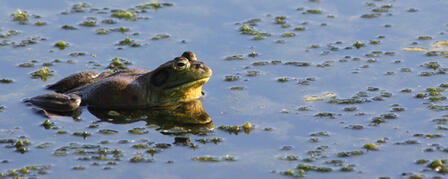 BULLFROG SEASON BRINGS NEW MEANING TO SACK LUNCH BULLFROG SEASON BRINGS NEW MEANING TO SACK LUNCH