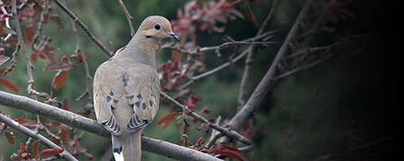 NATIONAL SURVEY EXPLORES THE WORLD OF DOVE HUNTING NATIONAL SURVEY EXPLORES THE WORLD OF DOVE HUNTING