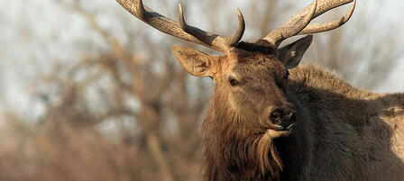 Apply Online For Elk And Either-species Deer Permits Through July 13 Apply Online For Elk And Either-species Deer Permits Through July 13