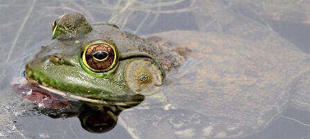 Grab, Gig or Dip For Bullfrogs Starting July 1 Grab, Gig or Dip For Bullfrogs Starting July 1