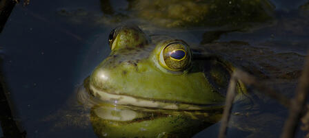 Bullfrog Season Opener July 1 Bullfrog Season Opener July 1