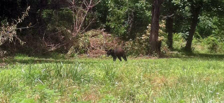 Black Bear Spotted in Cherokee County Black Bear Spotted in Cherokee County
