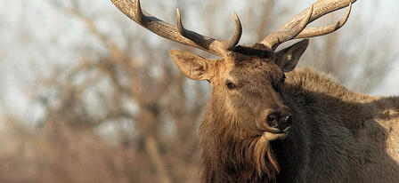 Elk and Either-Species/Either-Sex Deer Permit Applications Due July 10 Elk and Either-Species/Either-Sex Deer Permit Applications Due July 10