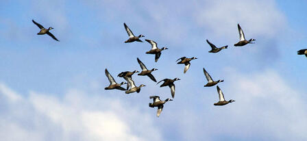 Kansas Wildlife, Parks and Tourism Commission Approves Teal Seasons Kansas Wildlife, Parks and Tourism Commission Approves Teal Seasons