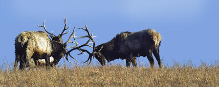 APPLICATION DEADLINE FOR LIMITED RESIDENT ELK PERMITS JULY 12 APPLICATION DEADLINE FOR LIMITED RESIDENT ELK PERMITS JULY 12