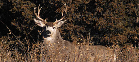 Elk And Either-species Deer Permit Applications Accepted Online Through July 14 Elk And Either-species Deer Permit Applications Accepted Online Through July 14