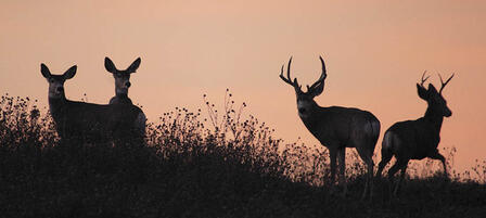 Elk and Either-Species Deer Permit Applications Due July 8 Elk and Either-Species Deer Permit Applications Due July 8