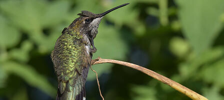 Wild About Kansas Photo Contest Going on Now Wild About Kansas Photo Contest Going on Now