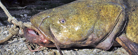 FLATHEAD CATFISH HANDFISHING SEASON RUNS JUNE 15-AUG. 31