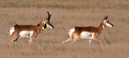 Antelope Application Period To Close Antelope Application Period To Close
