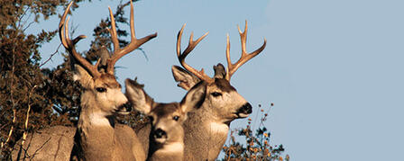 ELK AND EITHER-SPECIES/EITHER-SEX DEER PERMIT APPLICATIONS DUE JULY 11 ELK AND EITHER-SPECIES/EITHER-SEX DEER PERMIT APPLICATIONS DUE JULY 11