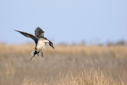 DUCK POPULATIONS AT RECORD HIGHS DUCK POPULATIONS AT RECORD HIGHS