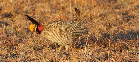 Aerial Surveys Confirm Increase in Lesser Prairie Chicken Numbers Aerial Surveys Confirm Increase in Lesser Prairie Chicken Numbers