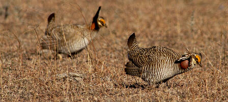 Aerial Surveys Confirm Lesser Prairie Chicken Population is Holding Steady Aerial Surveys Confirm Lesser Prairie Chicken Population is Holding Steady