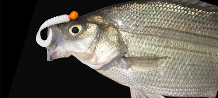 Night Fishing: Lights, Whites, Action!
