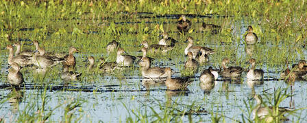 DUCK POPULATION AT ALL-TIME HIGH DUCK POPULATION AT ALL-TIME HIGH
