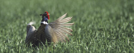 SURVEY SUGGESTS NESTING PHEASANT NUMBERS STABLE SURVEY SUGGESTS NESTING PHEASANT NUMBERS STABLE